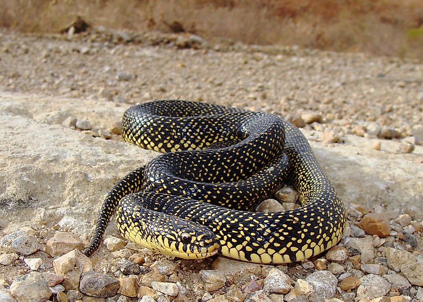 A beautiful speckled kingsnake.