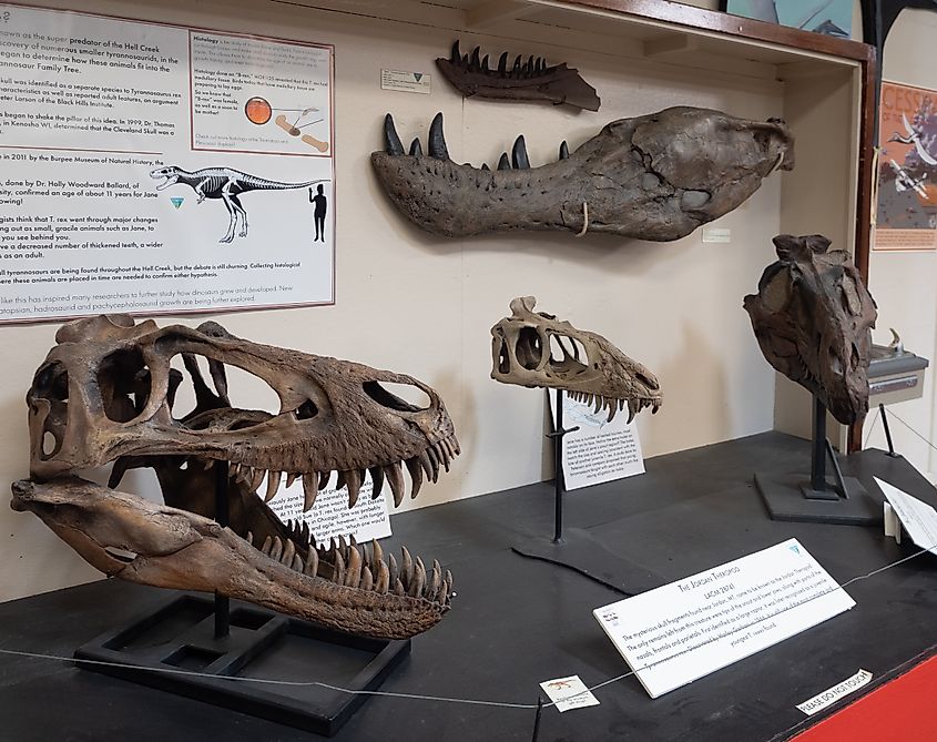 Editorial Photo Credit: Teresa Otto via Shutterstock. Ekalaka MT 8-23-20: The Jordan Theropod or Juvenile Tyrannosaurus rex Skull on display at the Carter County Museum with jaw bone fossils from Jane, an adult T. rex, found at the Hell Creek Formation