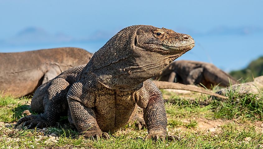 Komodo dragon, Indonesia (Credit: Sergey Uryadnikov via Shutterstock)