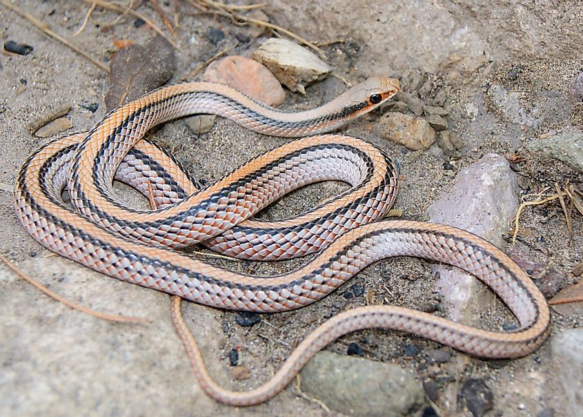 Patch-nosed Snake, Salvadora deserticola, a fast and alert desert snake coiled in the rocks in New Mexico