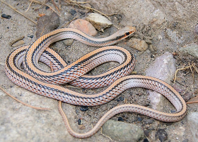 Patch-nosed Snake, Salvadora deserticola, a fast and alert desert snake coiled in the rocks in New Mexico