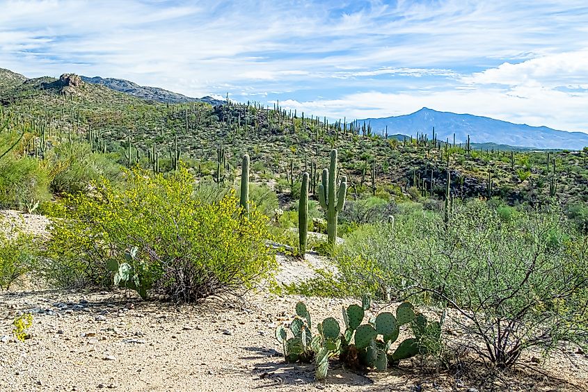 Rockhound State Park in New Mexico. 