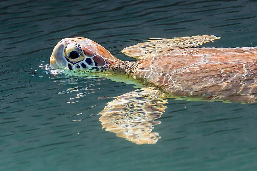 A wild green sea turtle swimming in the moat around Fort Jefferson in Dry Tortugas National Park, Florida.