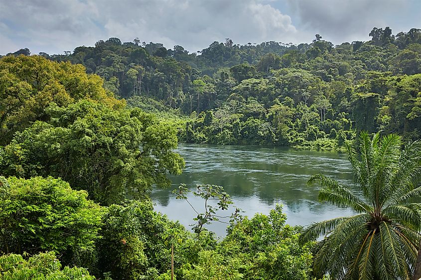 Suriname forest