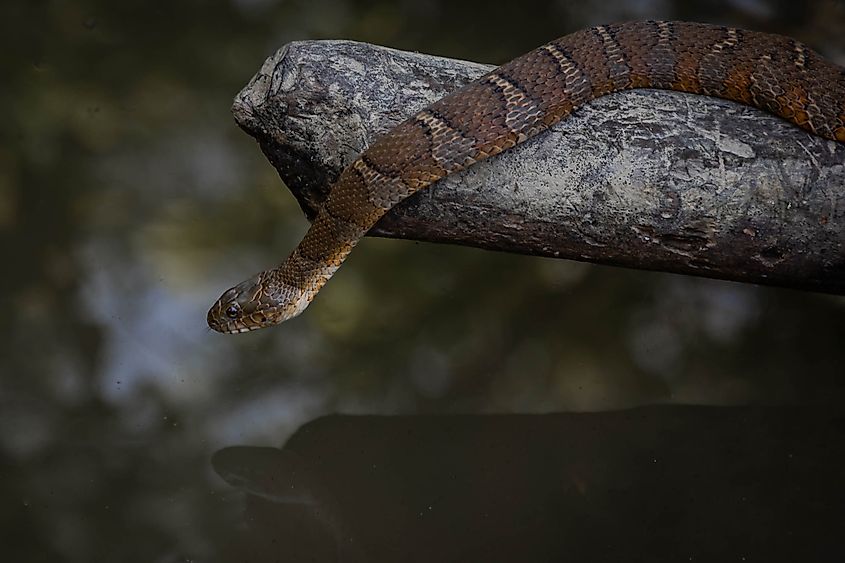A Northern watersnake hanging on a ledge above water.