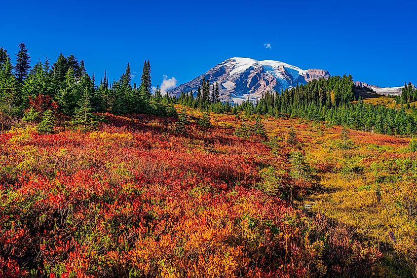 Mount Rainier National Park.