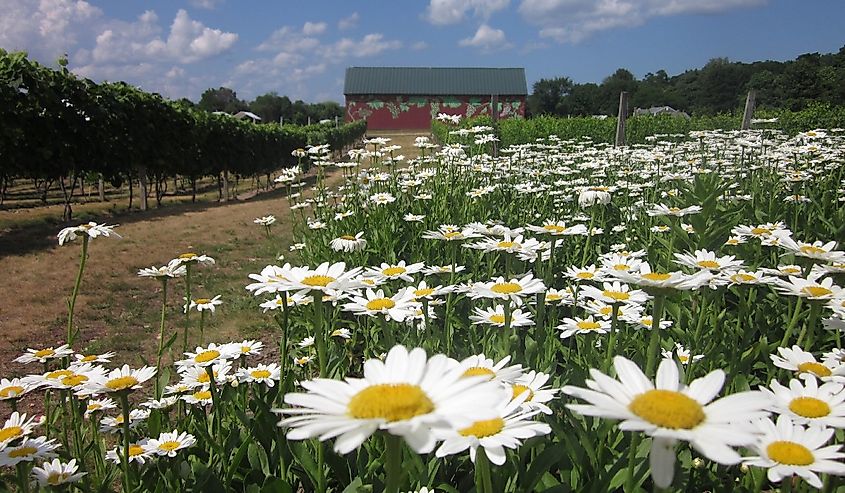 Rosedale Farm and Vineyard, Simsbury, Connecticut