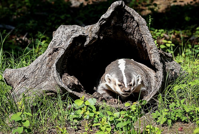 An American Badger in a log.