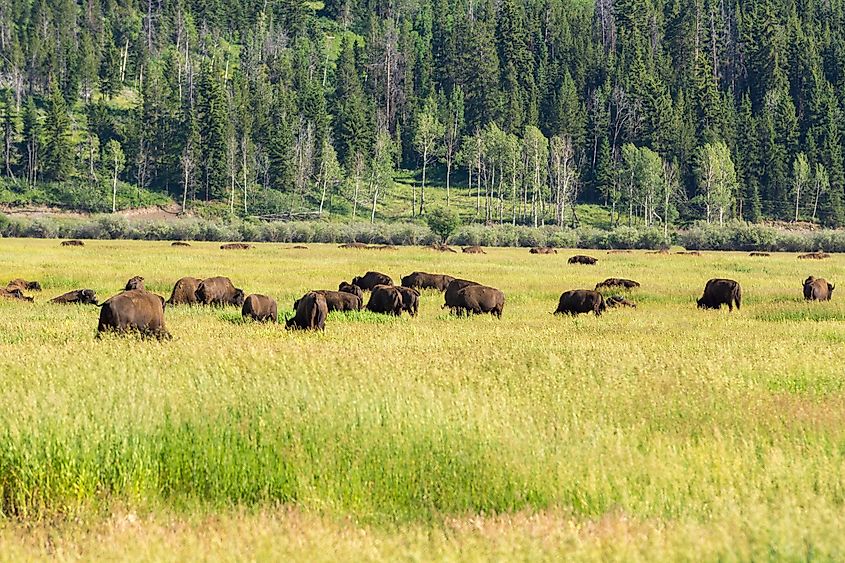 Bisons in Grand Teton National Park.