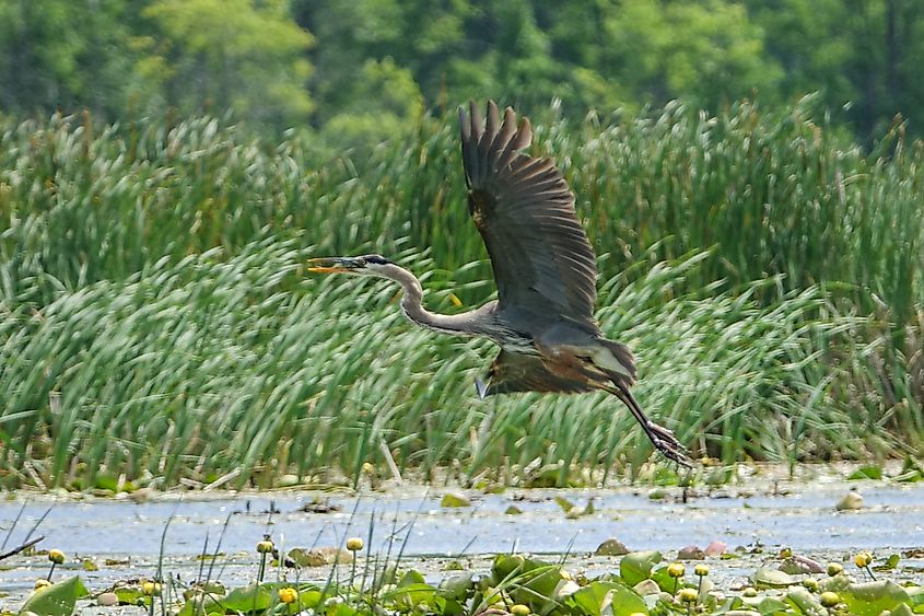 River Trent bird