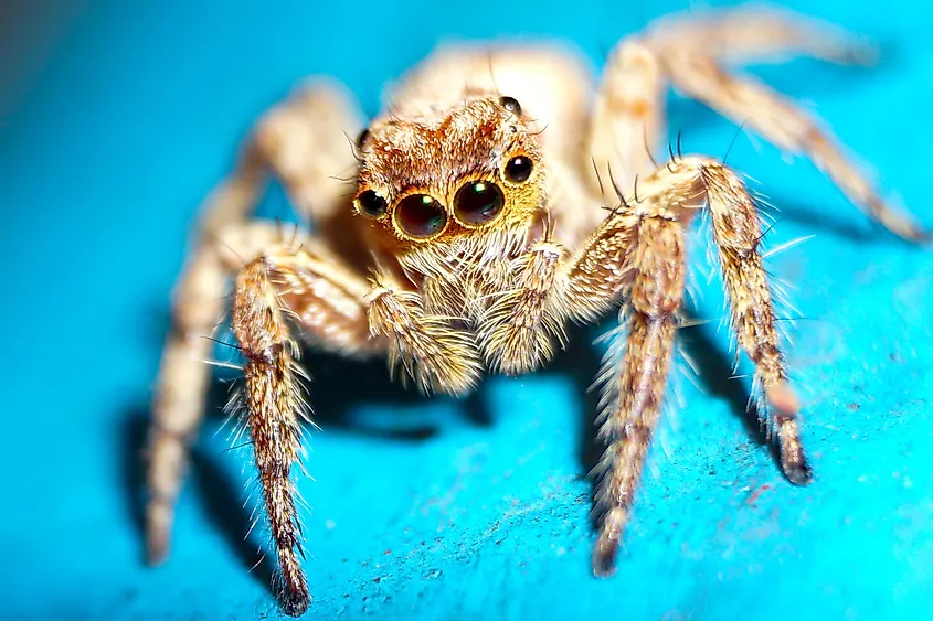 A Himalayan jumping spider