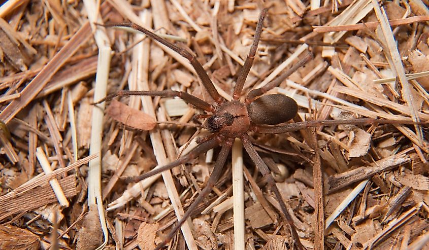 Closeup image of a Brown Recluse, Loxosceles reclusa, a venomous spider camouflaged on dry winter grass