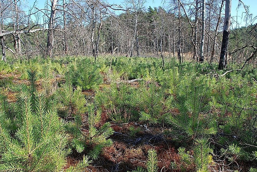 Secondary succession taking place in a forest that was scorched by a wildfire.