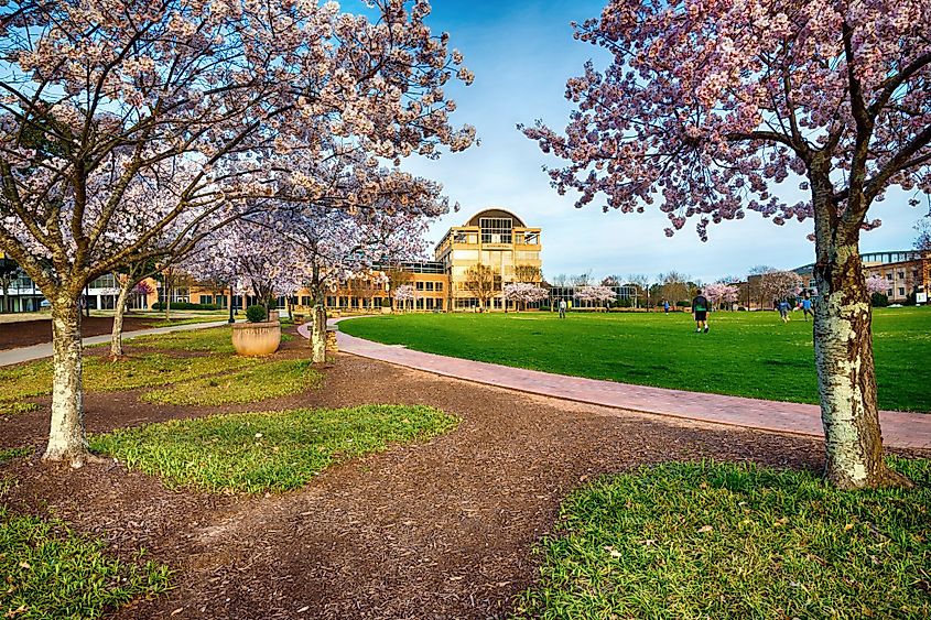 Scene from The Green at Kennesaw State University in Kennesaw, Georgia