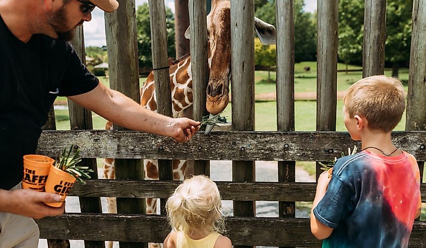 Family feeding a giraffe behind zoo enclosure.