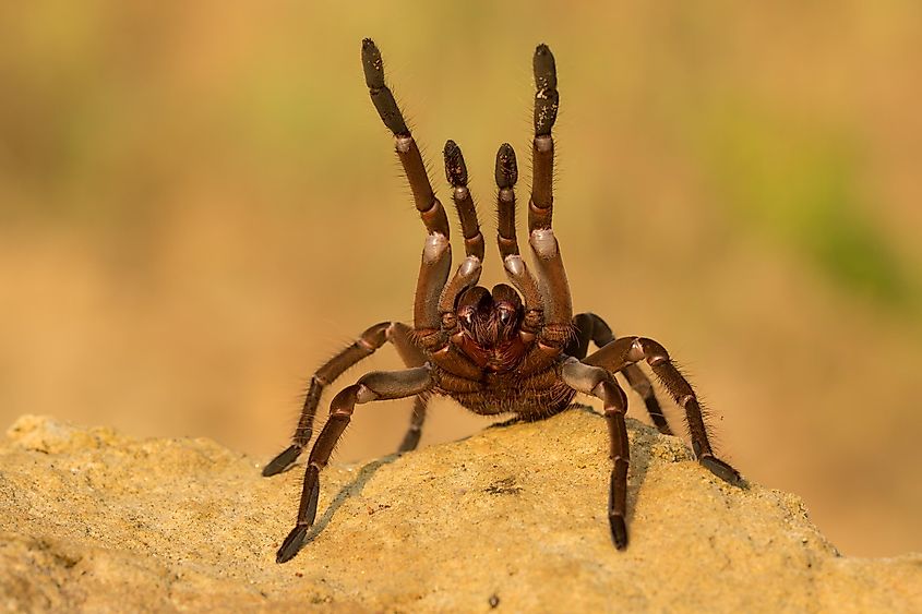 Goliath birdeater (Theraphosa blondi) belongs to the tarantula family Theraphosidae.