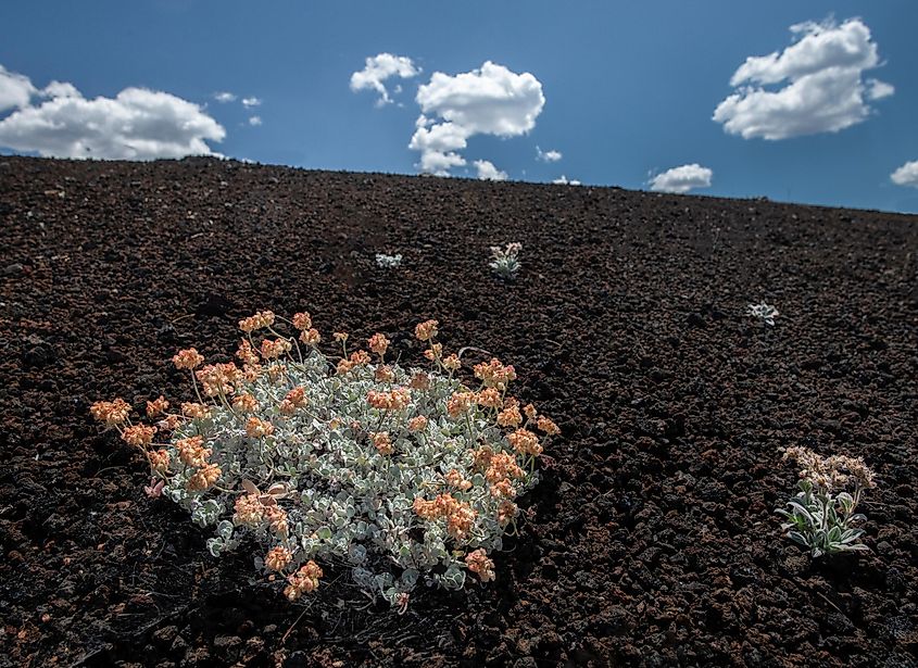 Cushion buckwheat growing in the black lava soil.