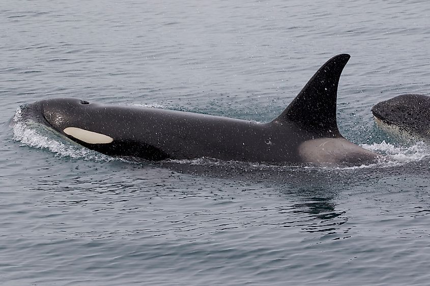 Killer Whales (Orcinus orca) in Resurrection Bay, Alaska. Credit: Gregory "Slobirdr" Smith, CC BY-SA 2.0 <https://creativecommons.org/licenses/by-sa/2.0>, via Wikimedia Commons