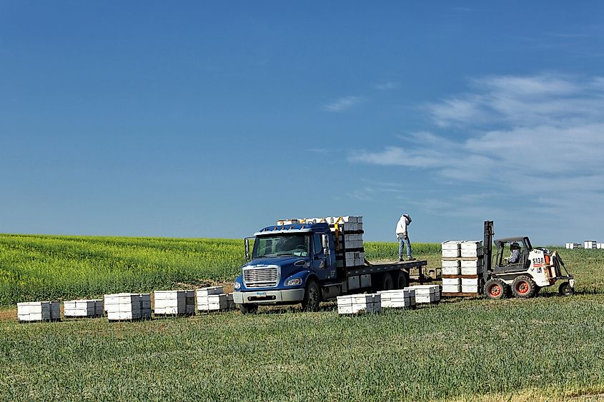 Rows of beehives being placed in Idaho farm fields