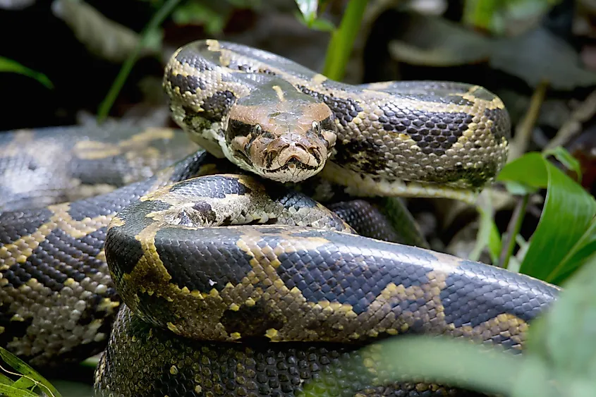 A Burmese python in a lake in the Florida Everglades.