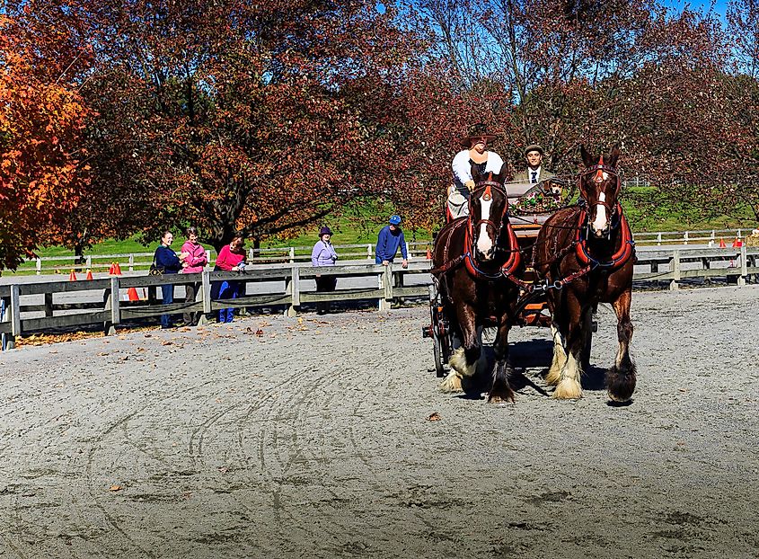 People riding a horse carriage in a farm at Staunton, Virginia.