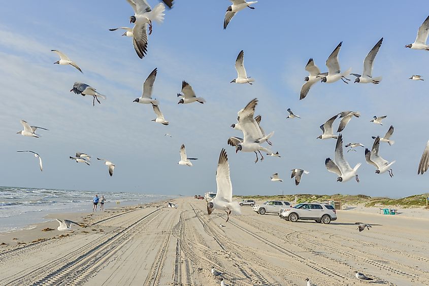 The beach at Port Aransas, Texas.