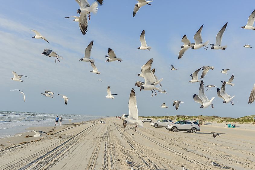 Birds flying above the beach Port Aransas, Texas.