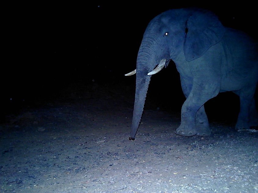 Elephant in Niokolo Koba National Park