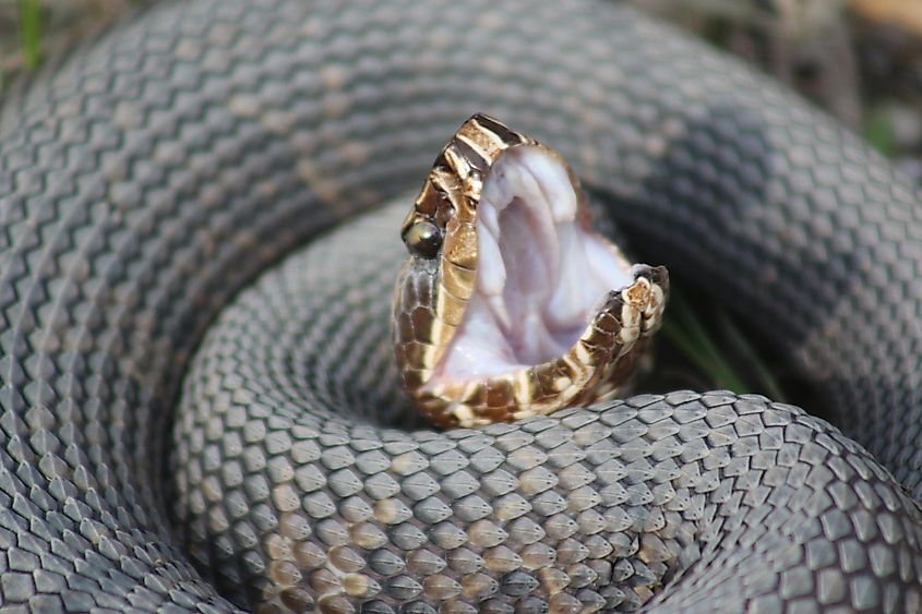 Cottonmouth snake with its mouth wide open.