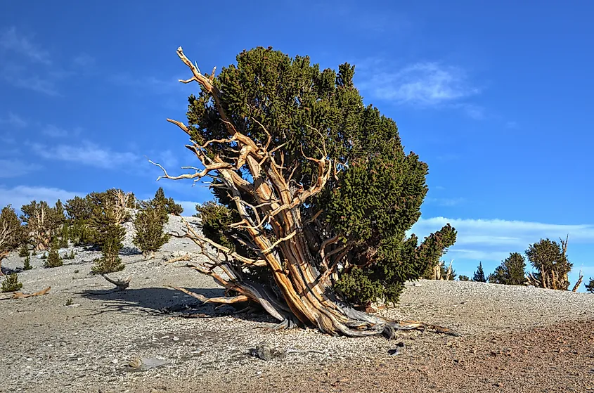 Ancient bristlecone pines.