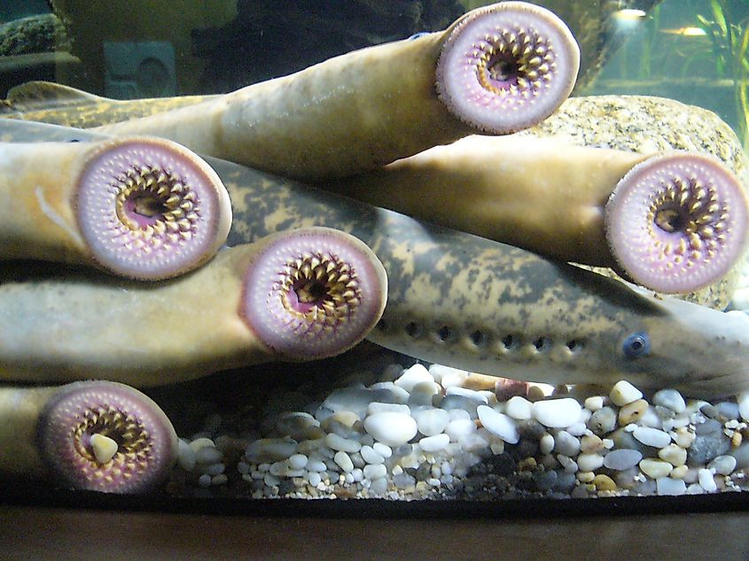Petromyzon marinus (Lamprey) mouth.