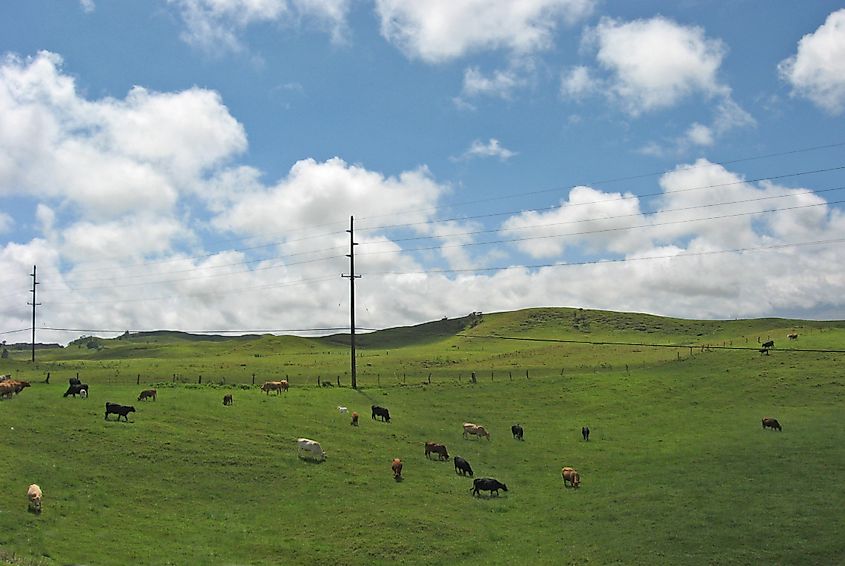 Some cattle pastures just outside Waimea, Hawaii