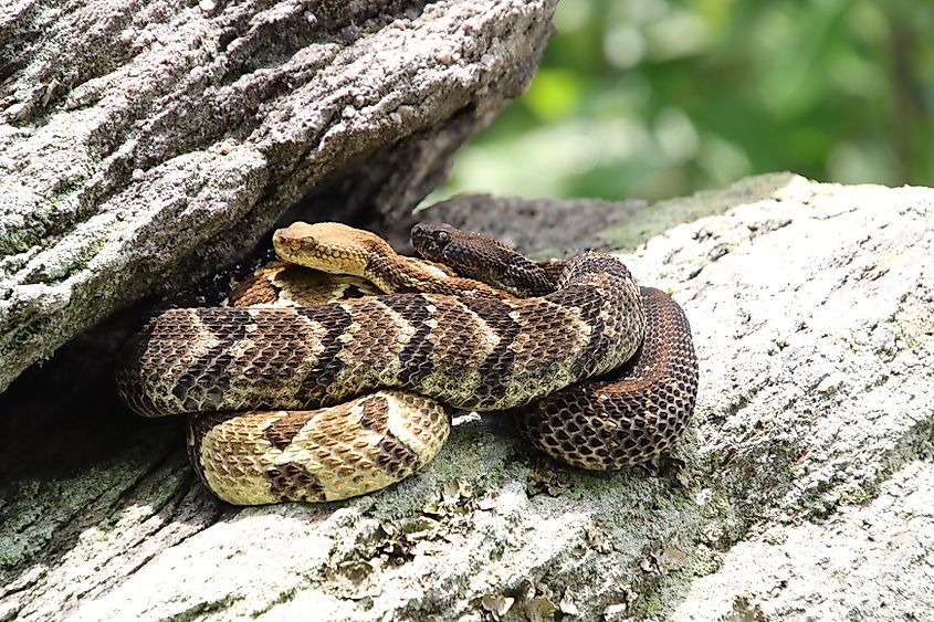 Two Timber rattlesnakes on a rock.