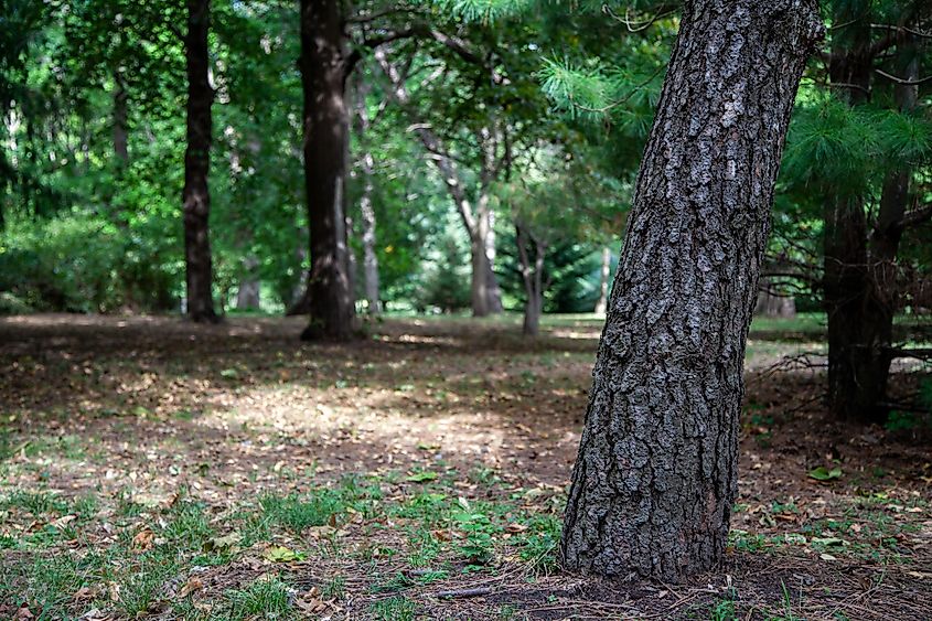 Trees at Arbor Lodge, Nebraska