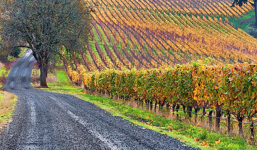 A gravel road travels along side a vineyard in autumn colors covers the Dundee rolling hills in Dundee, Oregon.