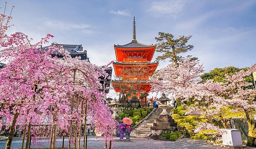 Kiyomizu-dera Temple and cherry blossom season (Sakura) spring time in Kyoto, Japan
