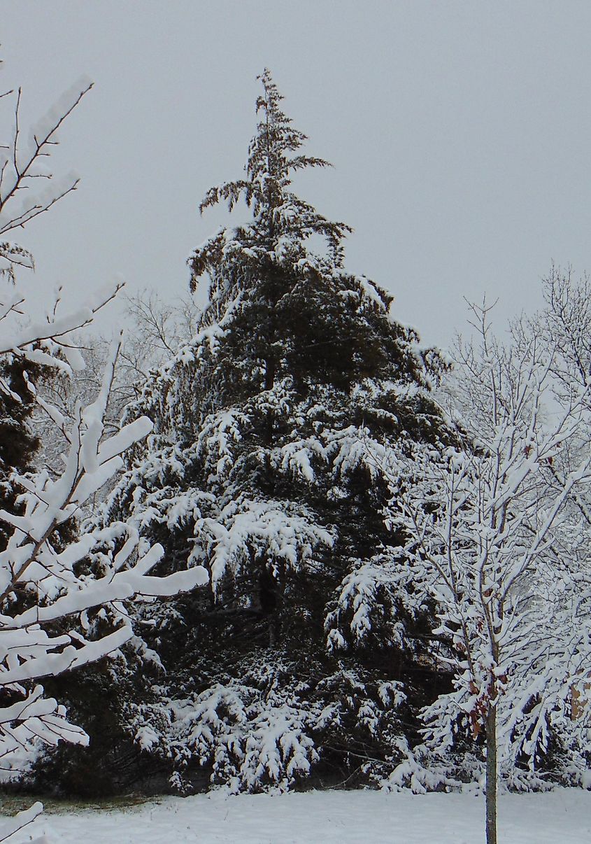 Red Cedar tree in winter, Leavenworth County, Kansas, January 2018