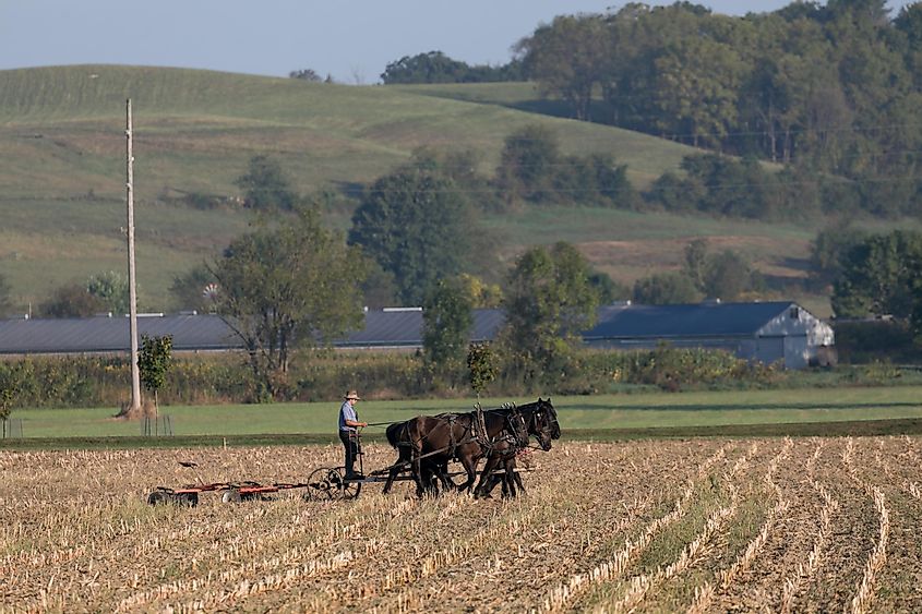 An Amish Farmers stands tirelessly behind his team of Percheron draft horses as he works a field with a disk plow.