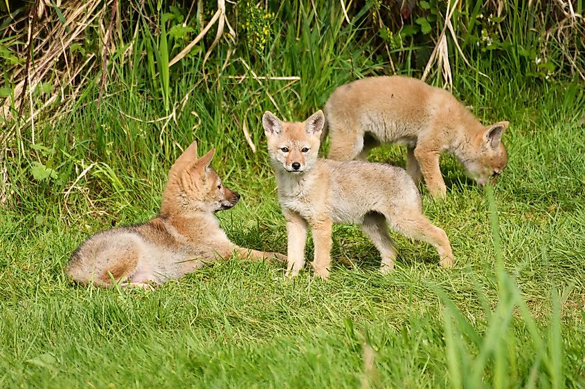 Coyote pups