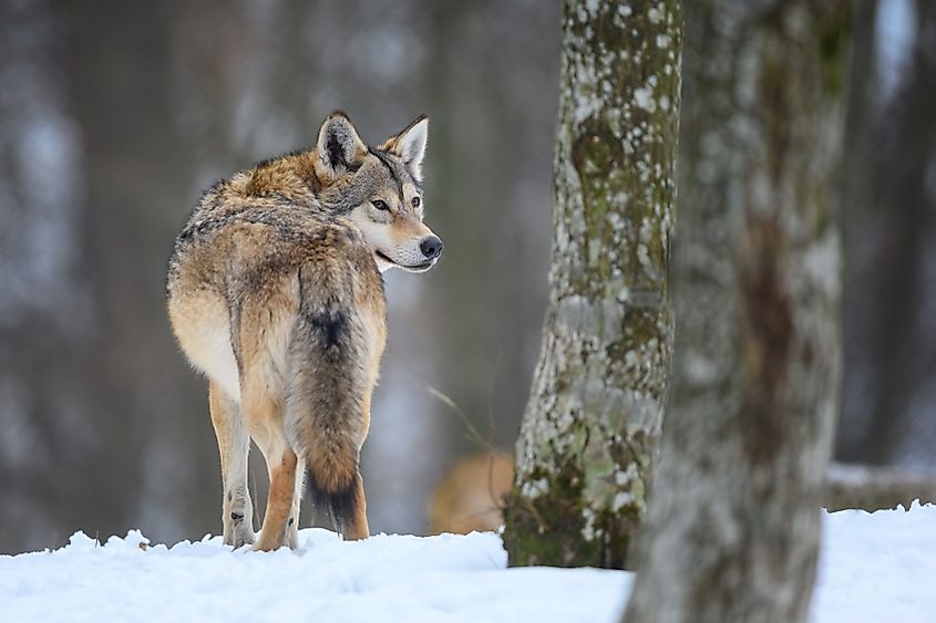 Gray wolf in a winter forest.