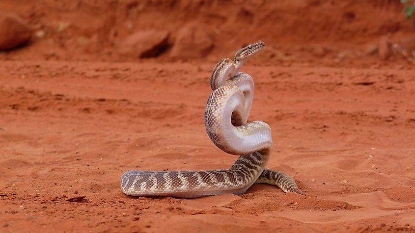 Stimson’s python striking a defensive pose in Australia.