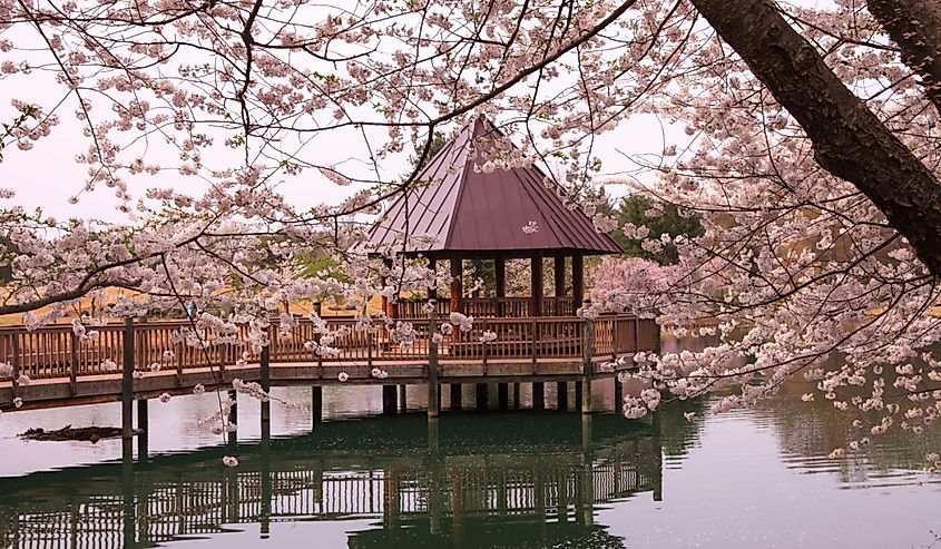 Gazebo on lake surrounded by cherry blossoms at Meadowlark Botanical Garden