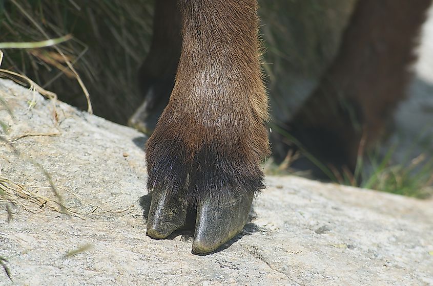 What Is An Ungulate? - WorldAtlas What Is An Ungulate? - WorldAtlas
