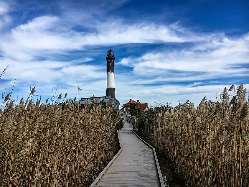 The boardwalk to the the Fire Island Lighthouse through a field of tall reeds.