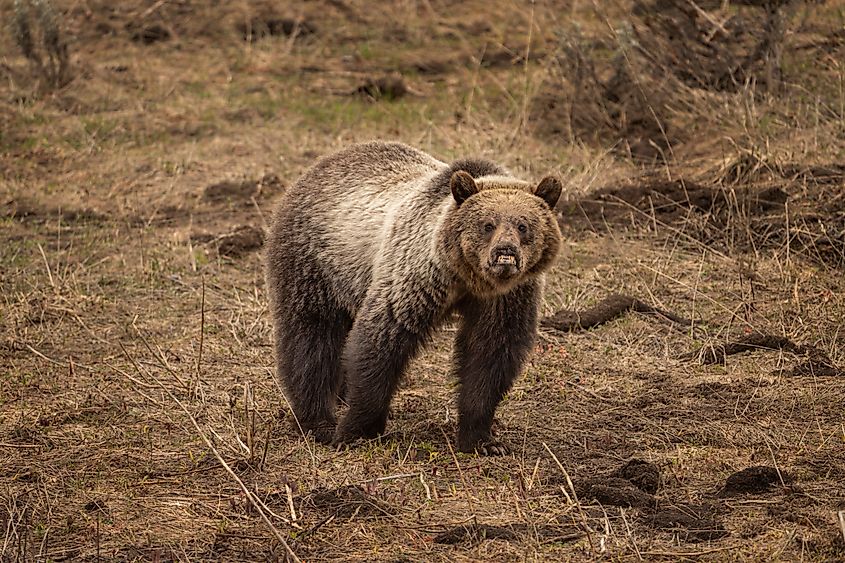 Shoshone National Forest. Grizzly bear with deformed lip and nose