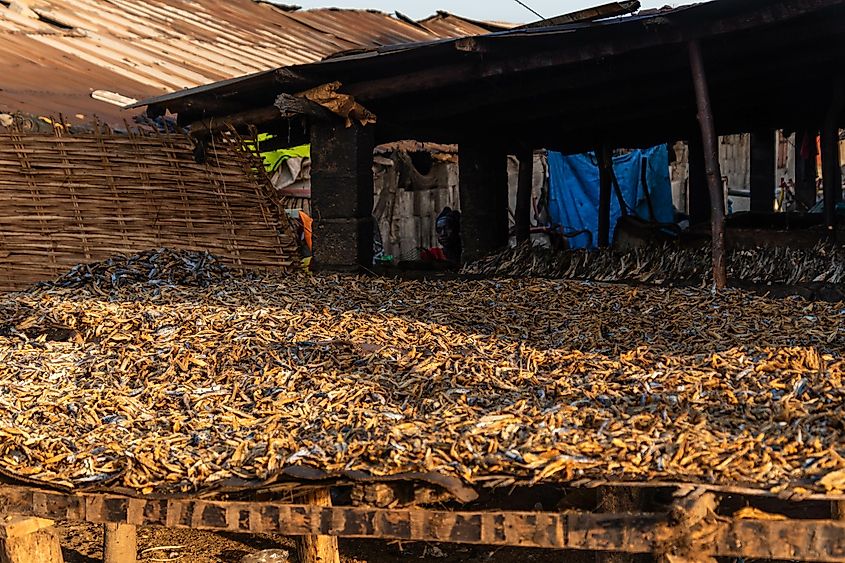 Fishes caught in the Gambia River left out to dry.