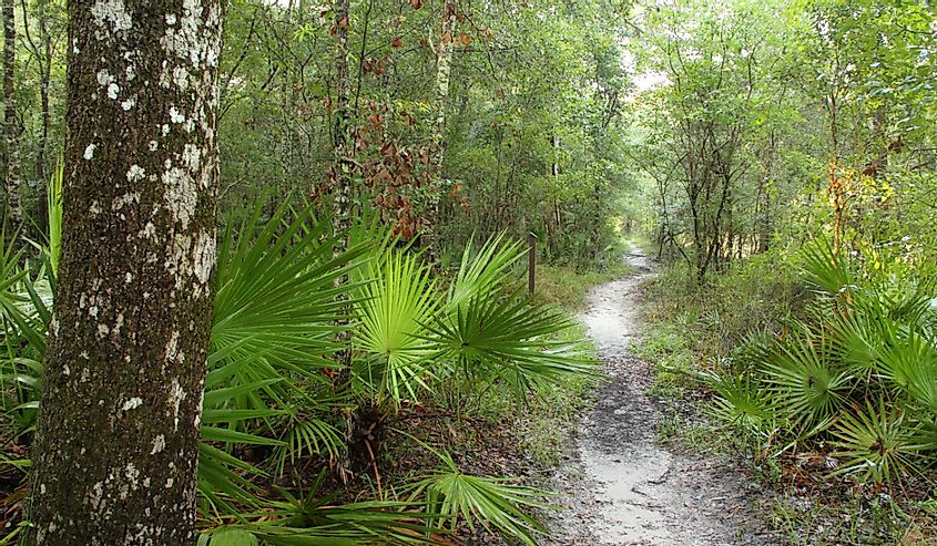 Trail along the Suwannee River in Suwannee River State Park in Northern Florida