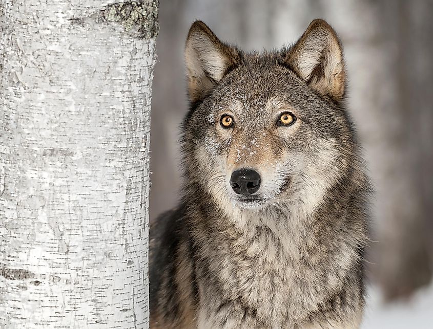 Despite its name, the Gray Wolf actually comes in a variety of colors, including brown, white, and black.