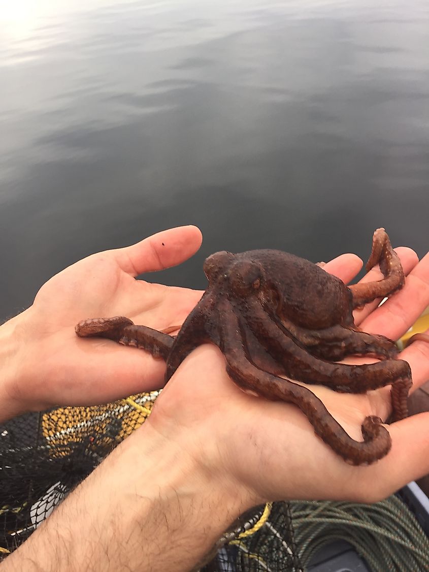 Wild Baby Giant Pacific Octopus Caught in a Crab Trap near Victoria, BC, Canada.