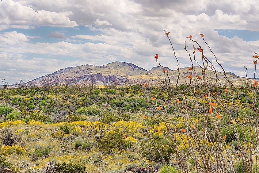 Ocotillo and Paper Flowers bloom near the Chisos Mountain Range, Big Bend National Park, Texas.